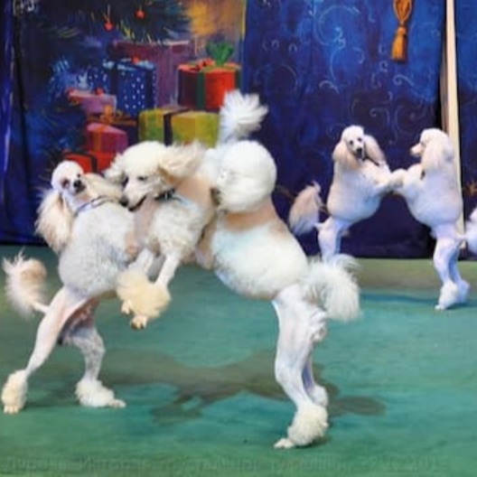 Купить билеты в театр “Уголок дедушки Дурова”