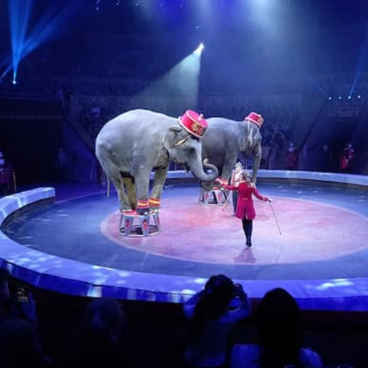Тоньи возобновляет представления в Цирке на Фонтанке