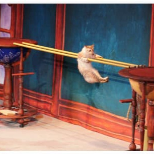 Уголок дедушки Дурова - последние новости